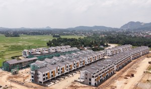 Paddy Field View
